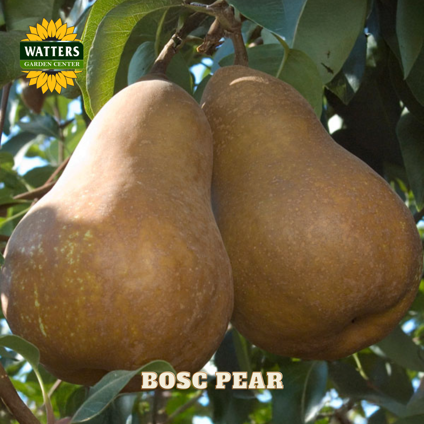 Two Bosc pears hanging on a tree with Watters Garden Center logo.