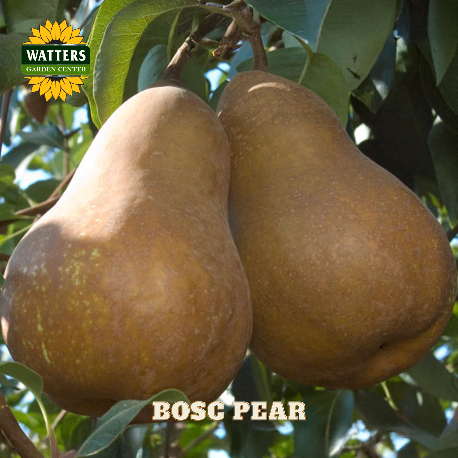 Two Bosc pears hanging on a tree with Watters Garden Center logo.