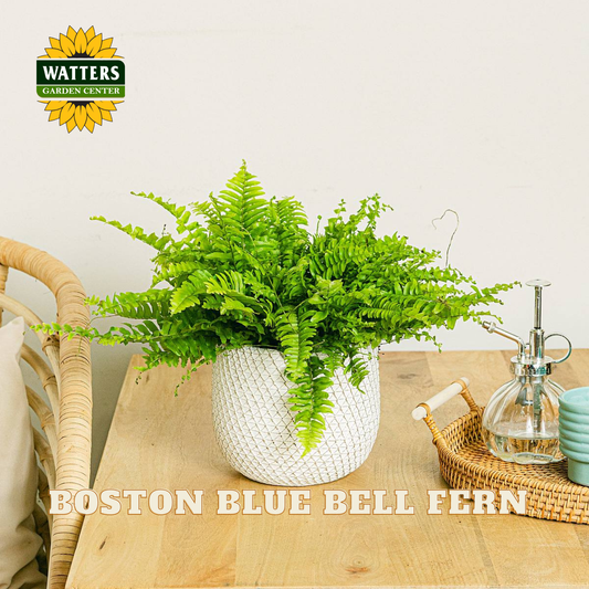 Boston Blue Bell Fern in a white textured ceramic pot, displayed on a wooden table next to a glass sprayer bottle. The Watters Gardens Center logo is visible in the top left, and text at the bottom reads 'BOSTON BLUE BELL FERN'.