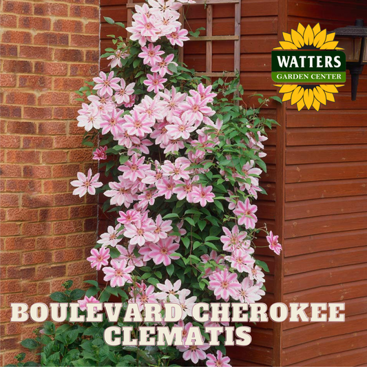 BOULEVARD CHEROKEE CLEMATIS 2gal