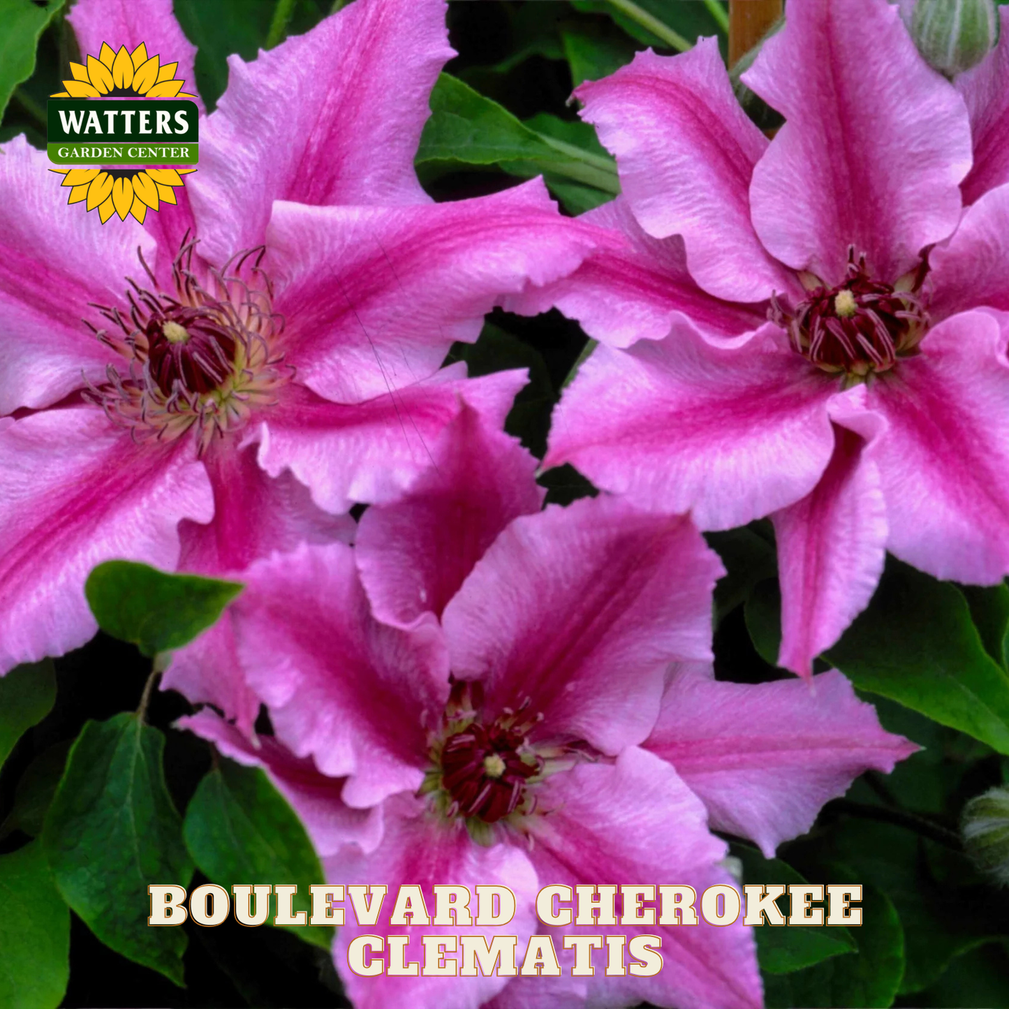 Pink clematis flowers with Watters Garden Center logo and 'Boulevard Cherokee Clematis' text.
