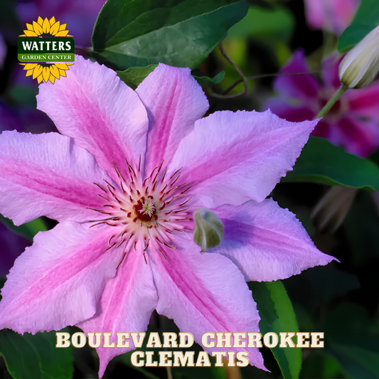 Pink clematis flower with green leaves and Watters Garden Center branding.