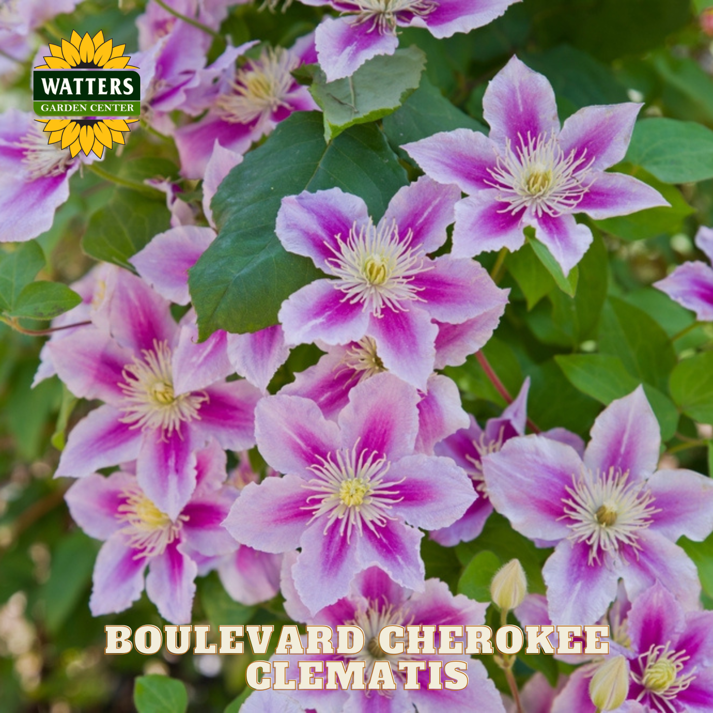 Boulevard Cherokee Clematis flowers with Watters Garden Center logo