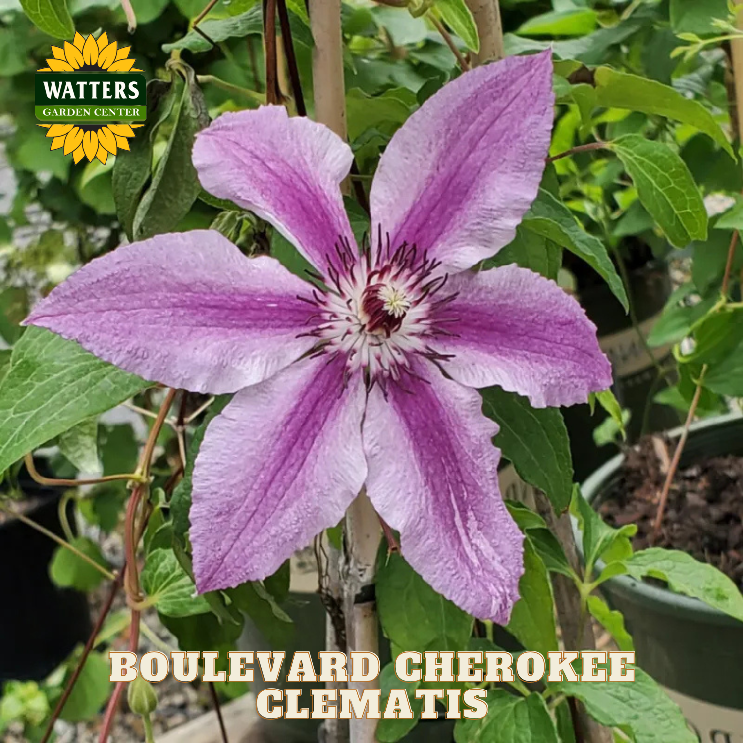 Purple clematis flower with green leaves and Watters Garden Center logo.