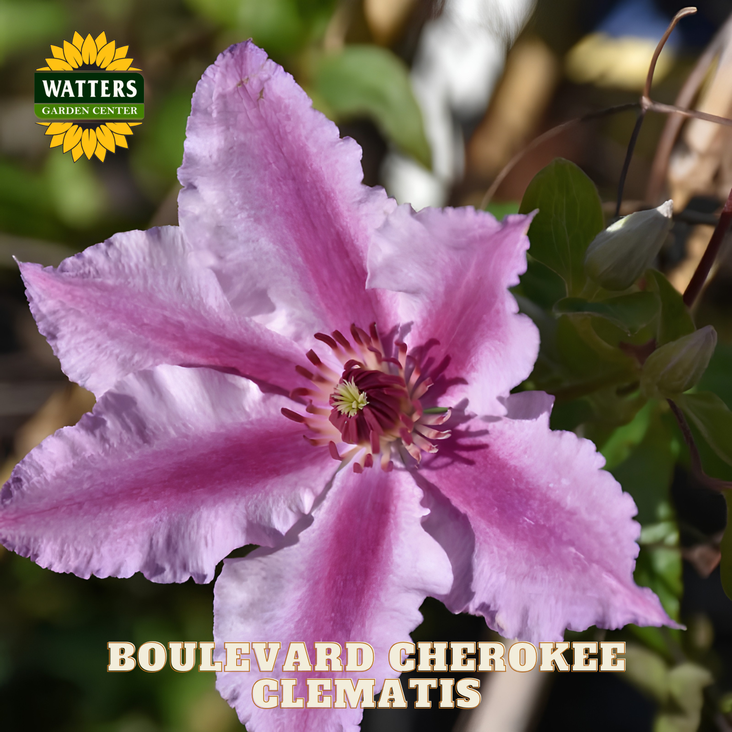 Pink clematis flower with green leaves and Watters Garden Center logo.