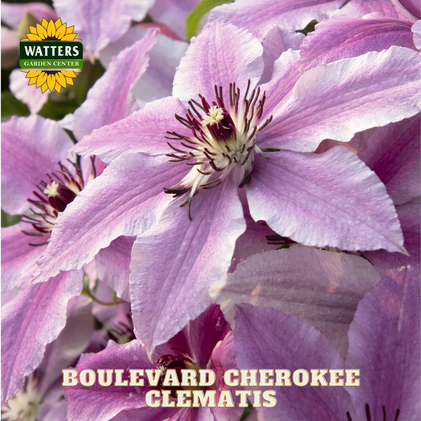 Close-up of pink clematis flowers with Watters Garden Center logo.