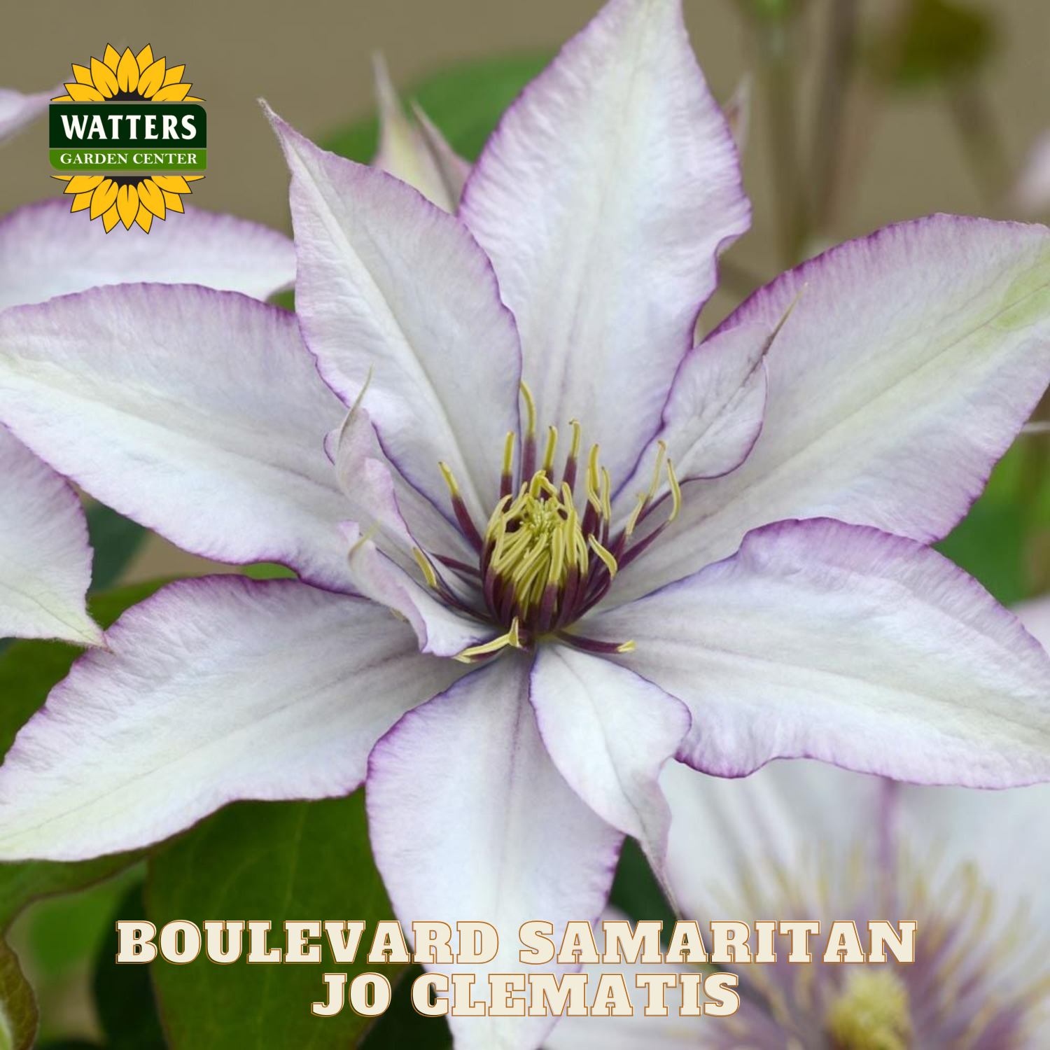 Close-up of a purple and white Clematis flower with 'Watters Garden Center' logo.