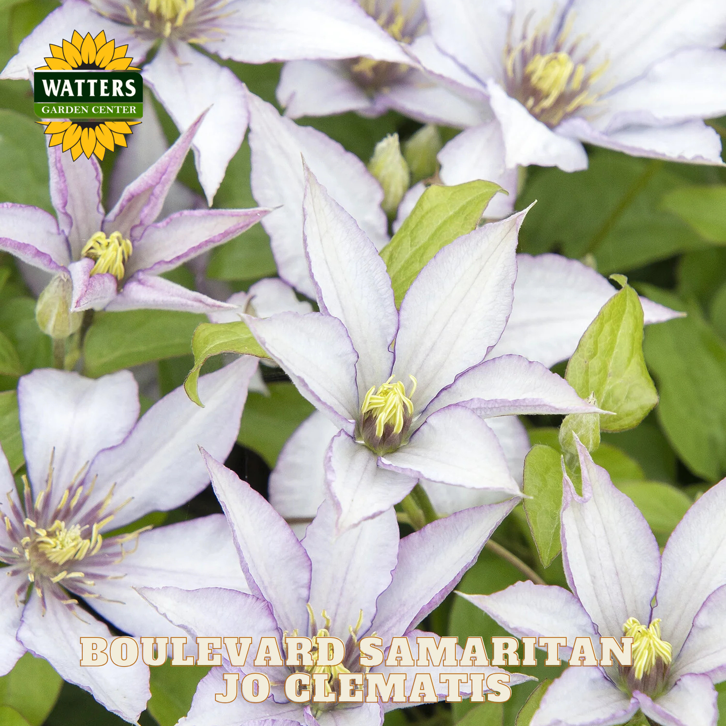 Boulevard Samaritan Jo Clematis flowers with Watters Garden Center logo.