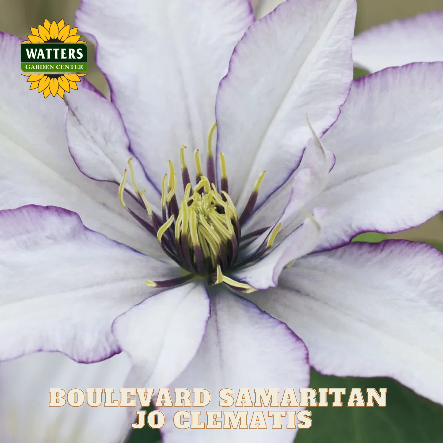 Close-up of a purple and white Clematis flower with 'Watters Garden Center' logo.