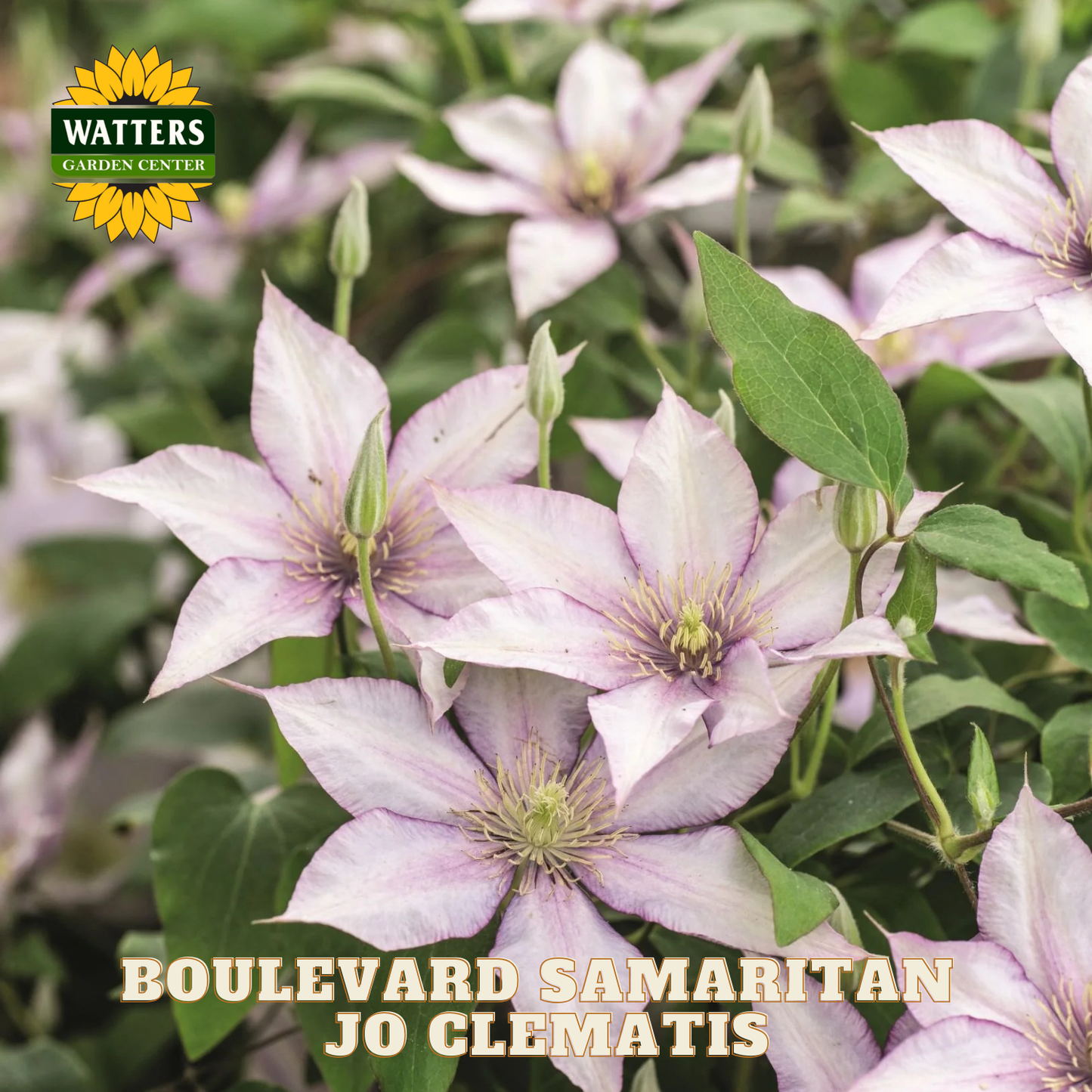 Pink clematis flowers with green leaves and Watters Garden Center logo.