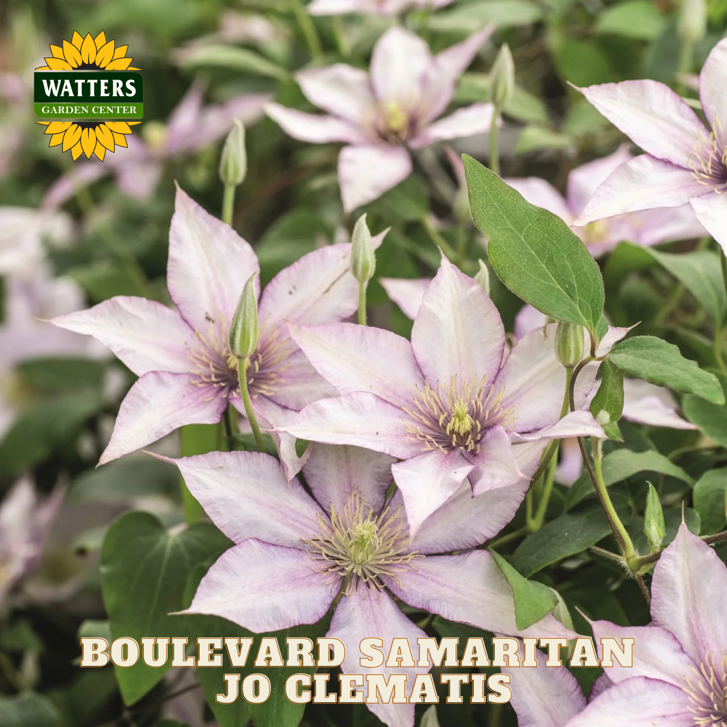 Pink clematis flowers with green leaves and Watters Garden Center logo.