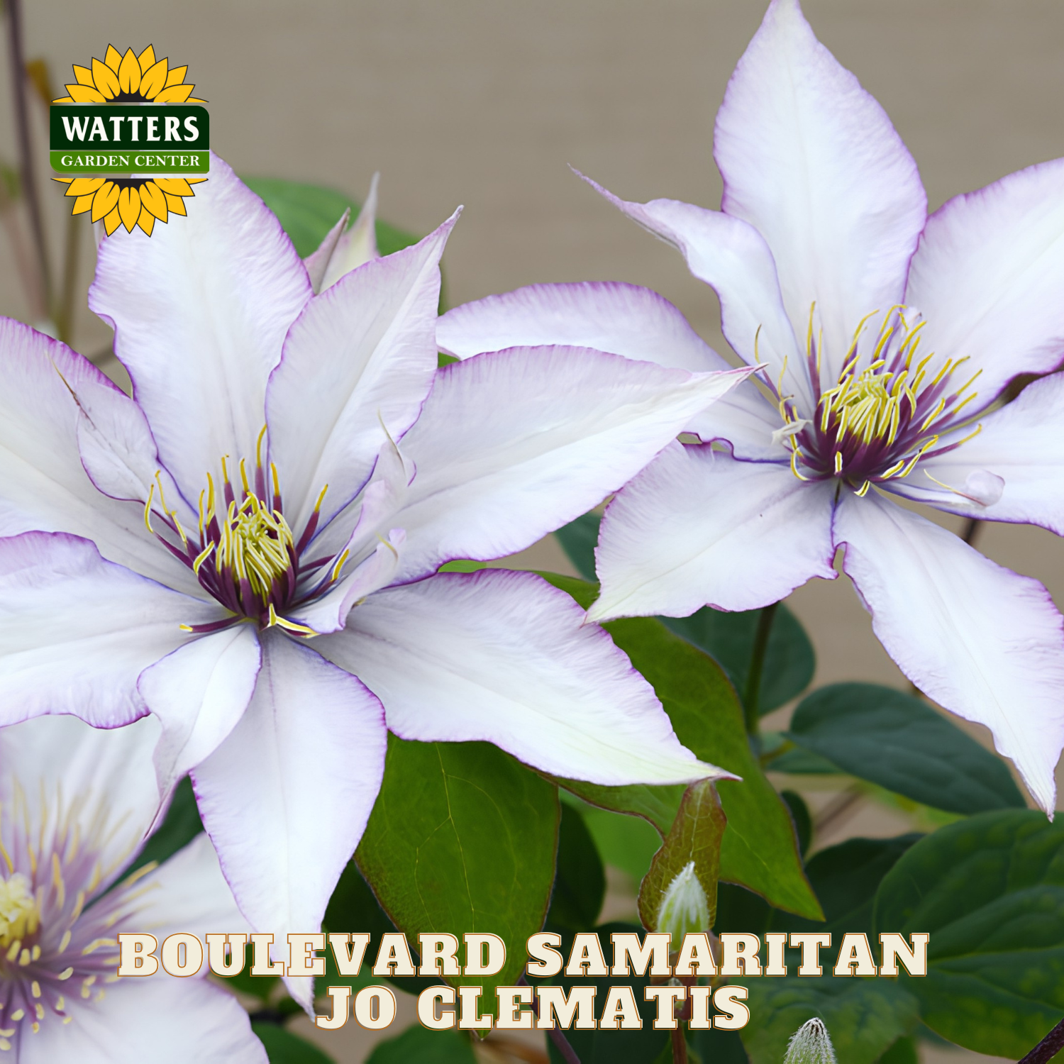 Two purple Clematis flowers with green leaves and Watters Garden Center logo.
