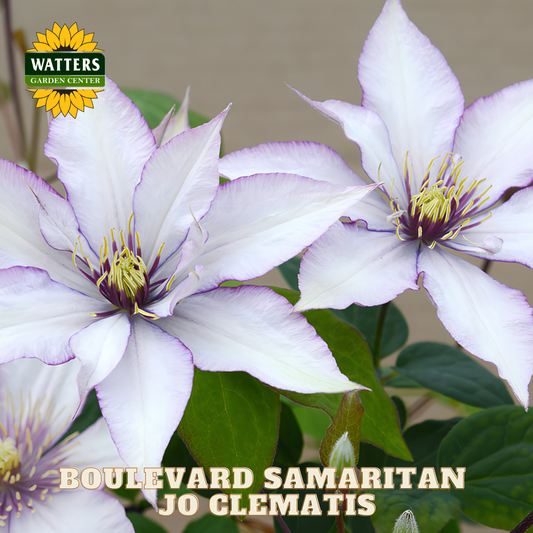 Two purple Clematis flowers with green leaves and Watters Garden Center logo.