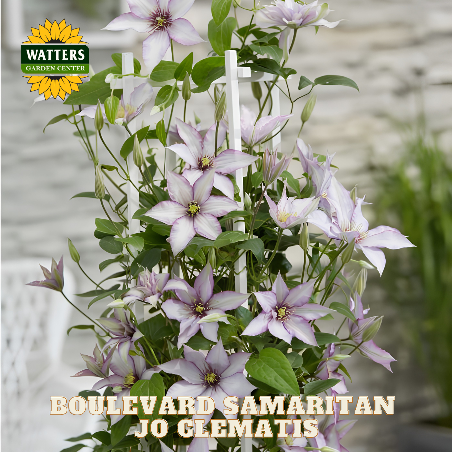 Boulevard Samaritan Jo Clematis plant with purple flowers and green leaves, branded with Watters Garden Center.