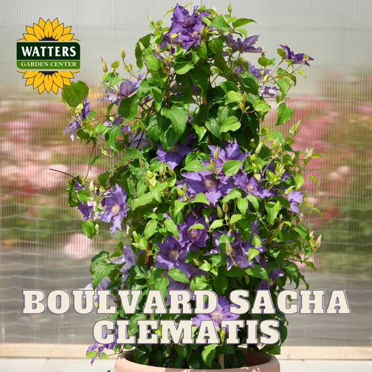BOULVARD SACHA CLEMATIS 2gal