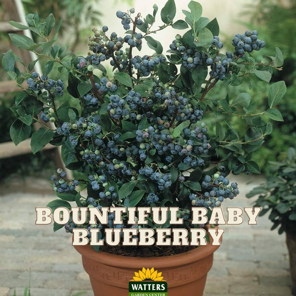 BOUNTIFUL BABY BLUEBERRY 2gal