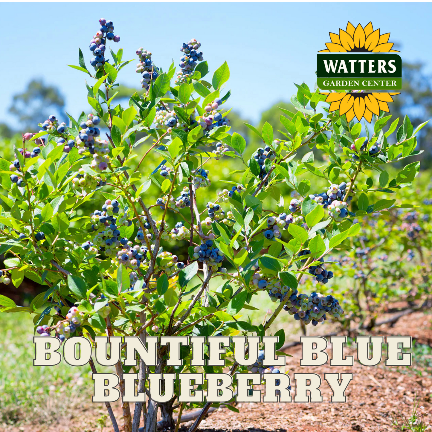 BOUNTIFUL BLUE BLUEBERRY 2gal