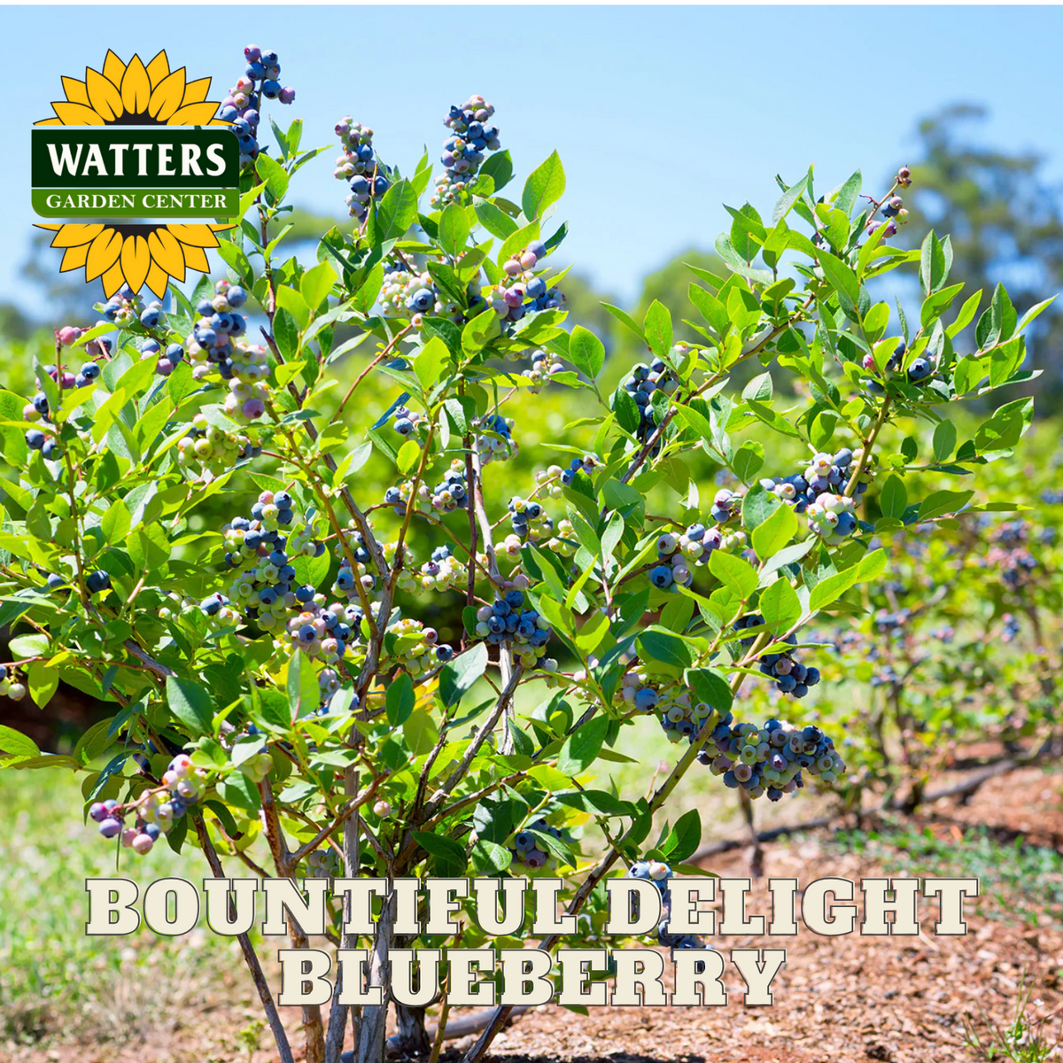 BOUNTIFUL DELIGHT BLUEBERRY 2gal