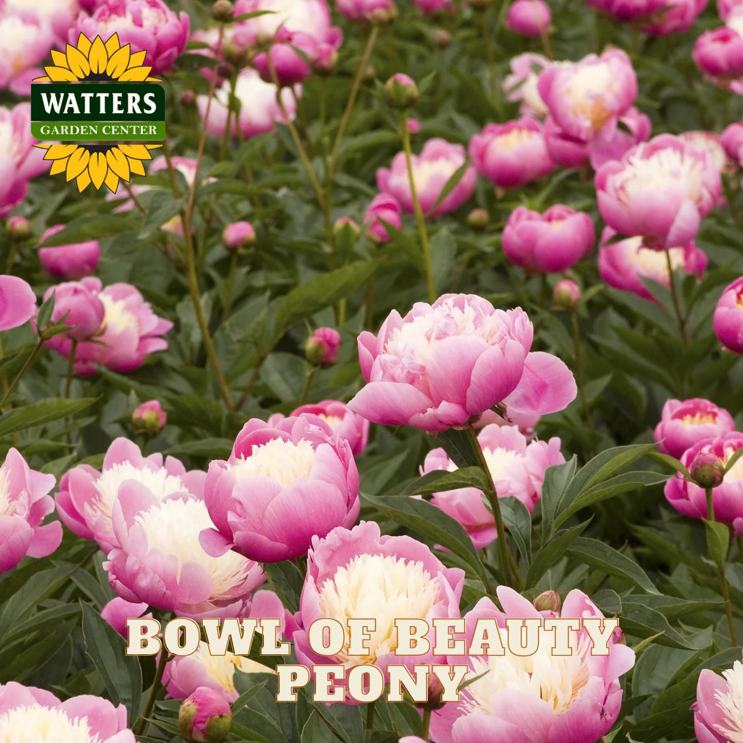 Bowl of Beauty Peony flowers with Watters Garden Center logo