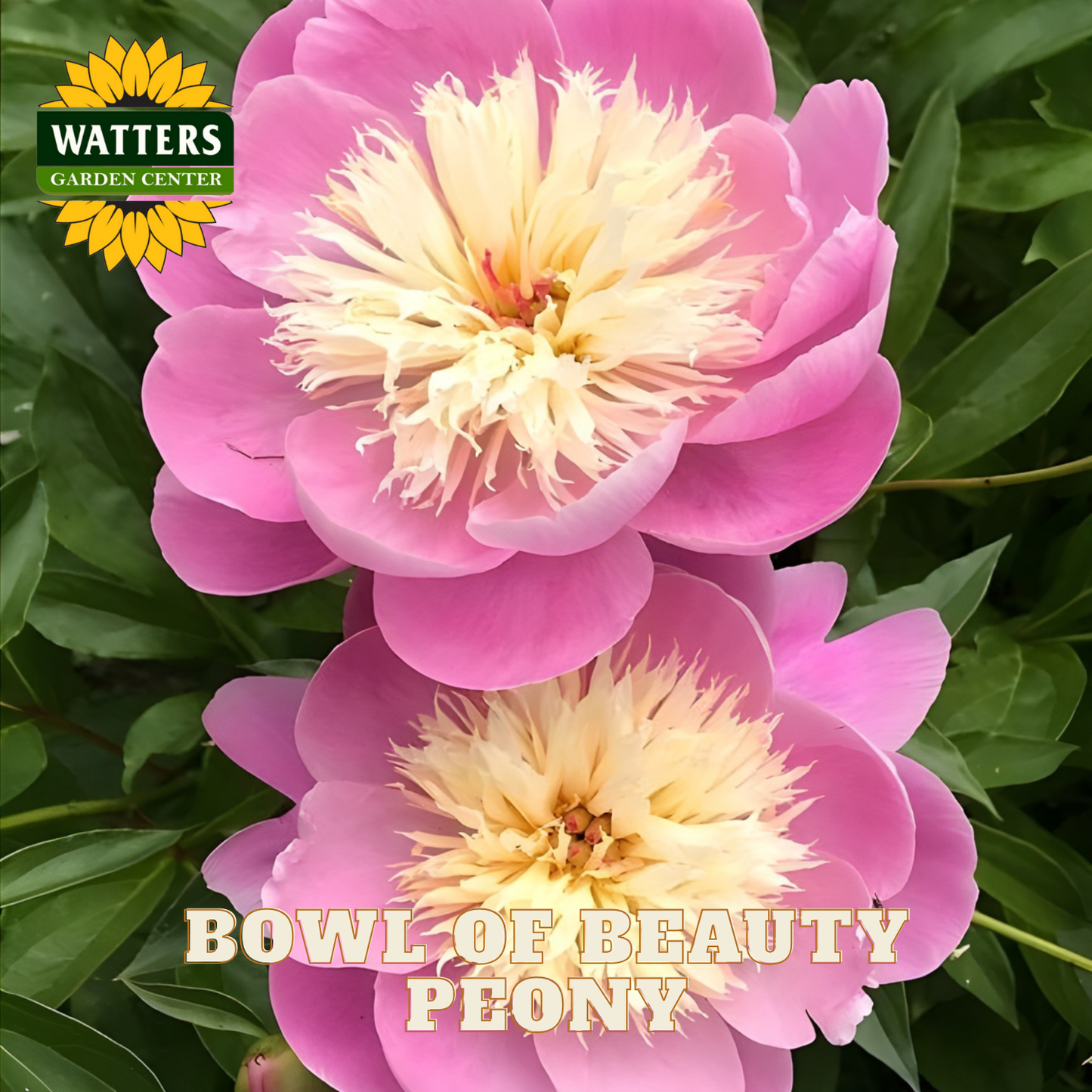 Two pink peony flowers with a Watters Garden Center logo in the corner.
