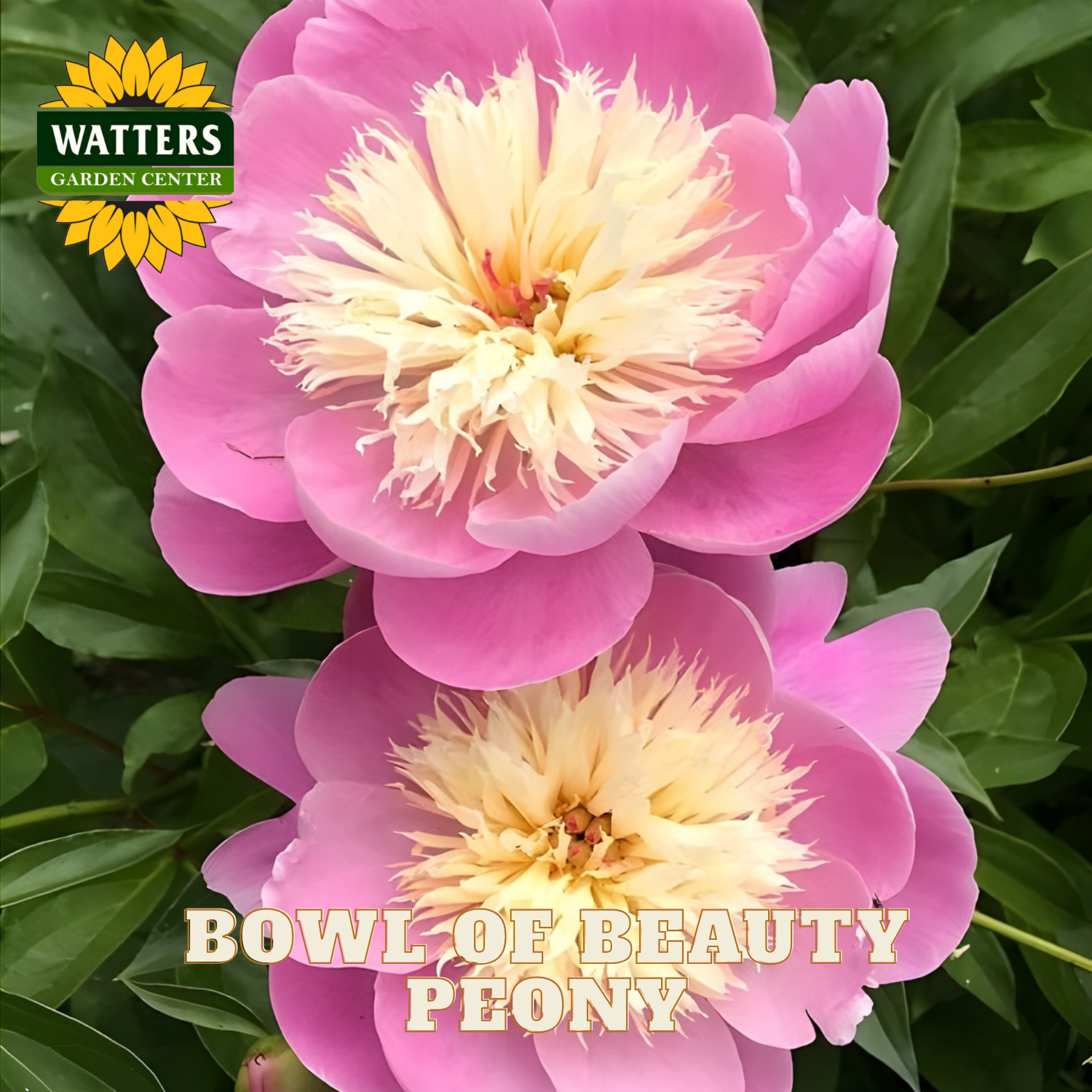 Two pink peony flowers with a Watters Garden Center logo in the corner.