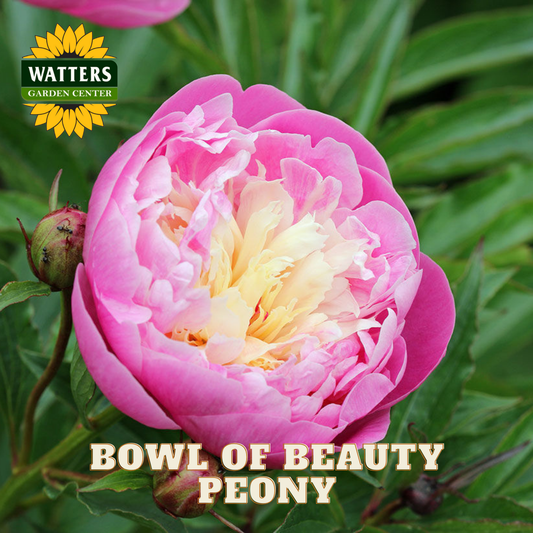 Pink peony flower with 'Watters Garden Center' logo and text overlay.