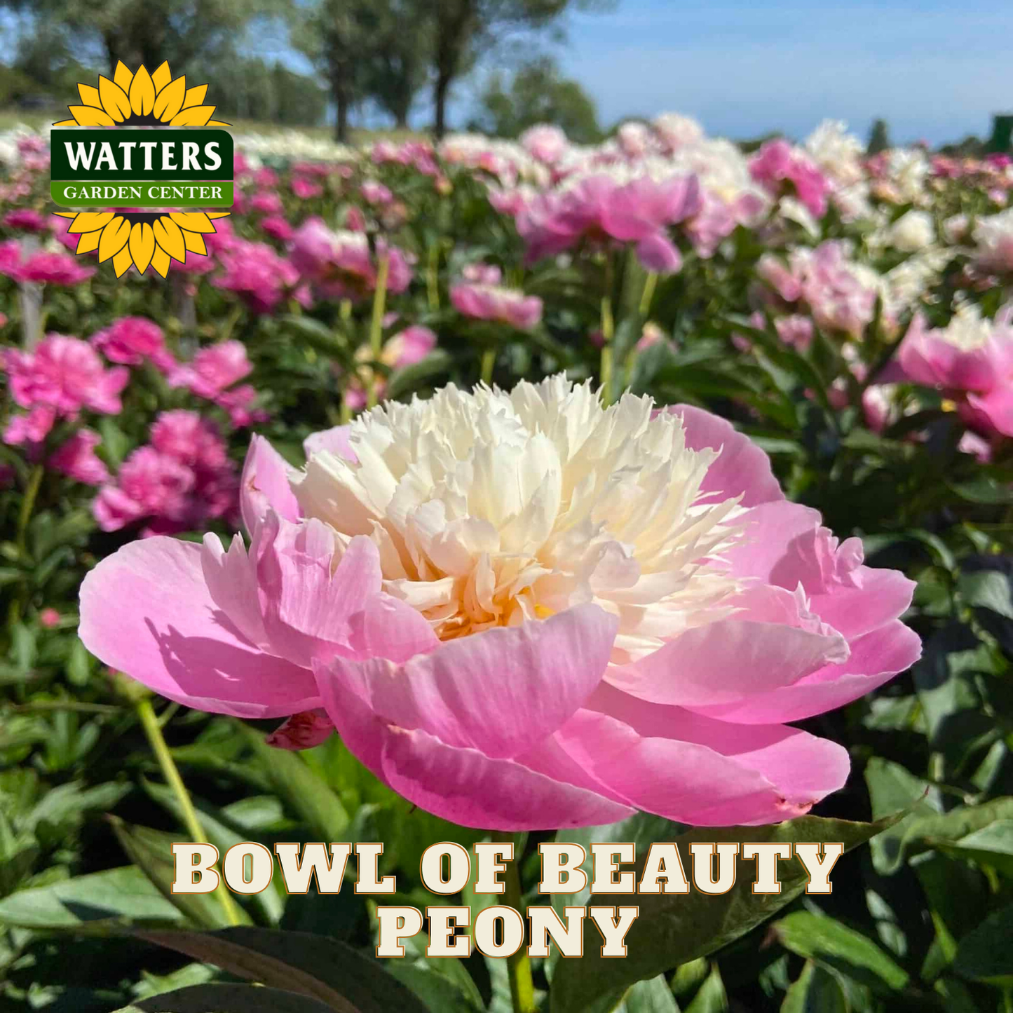 Bowl of Beauty peony with Watters Garden Center logo in the background