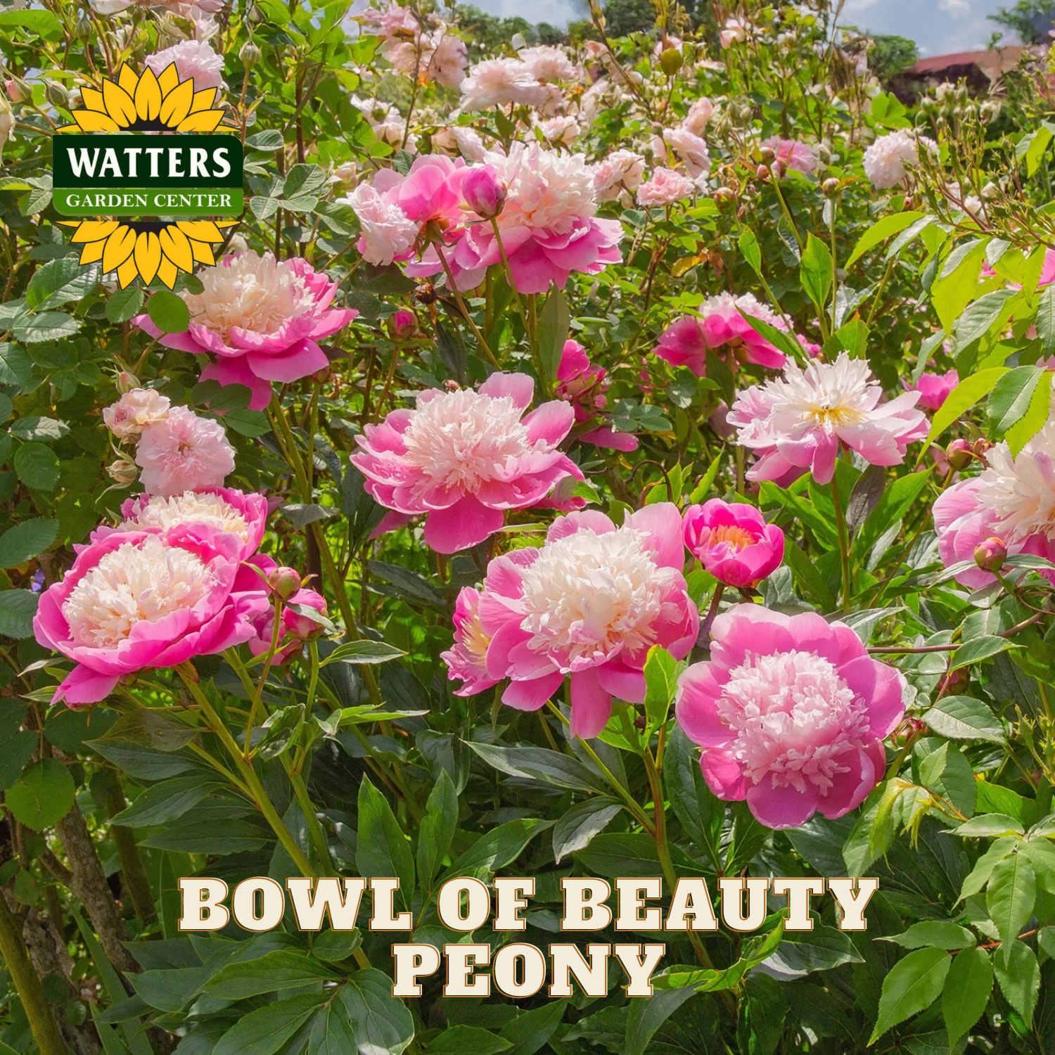 Bowl of Beauty peony flowers with Watters Garden Center logo