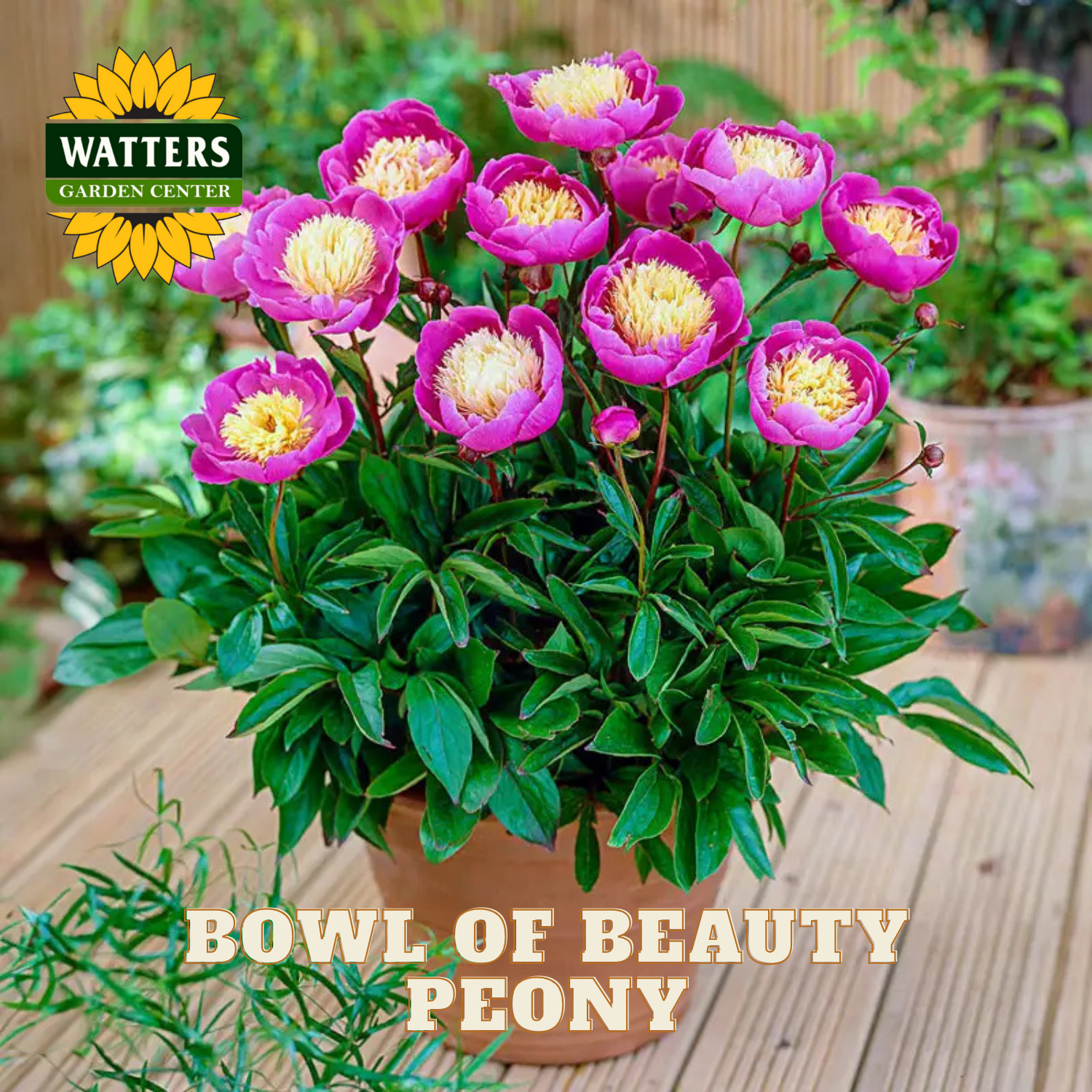 Bowl of Beauty Peony plant with pink and yellow flowers on a wooden surface, branded with Watters Garden Center.