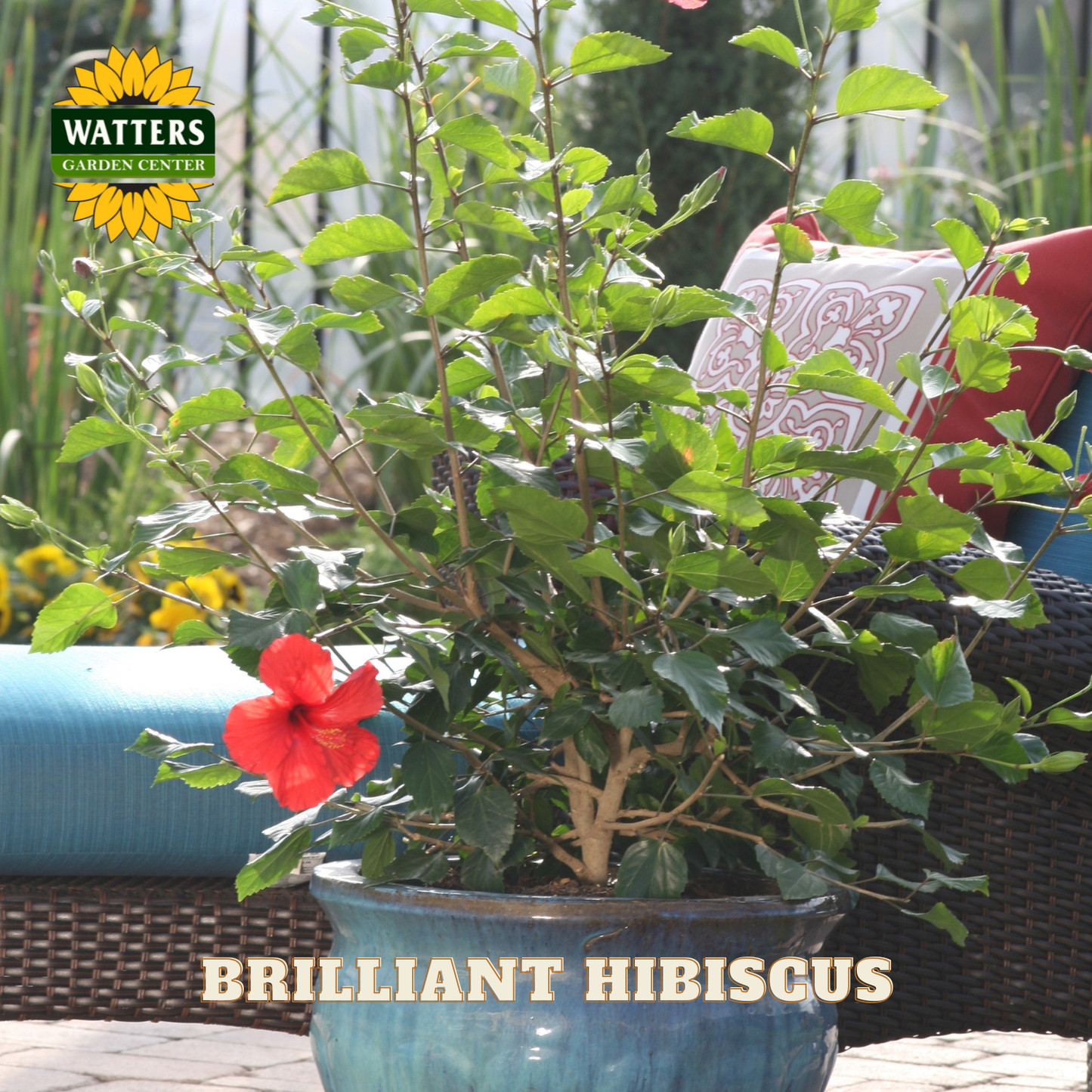 Potted plant with a red flower labeled 'Brilliant Hibiscus' in a garden setting.