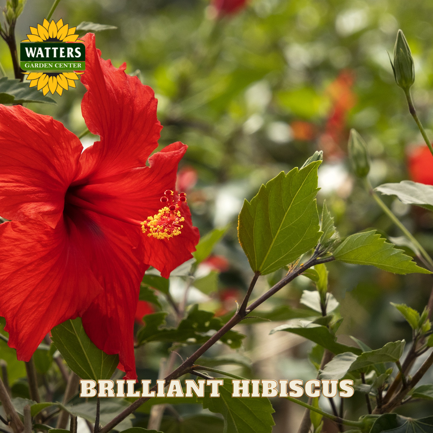 Red hibiscus flower with green leaves and Watters Garden Center logo.