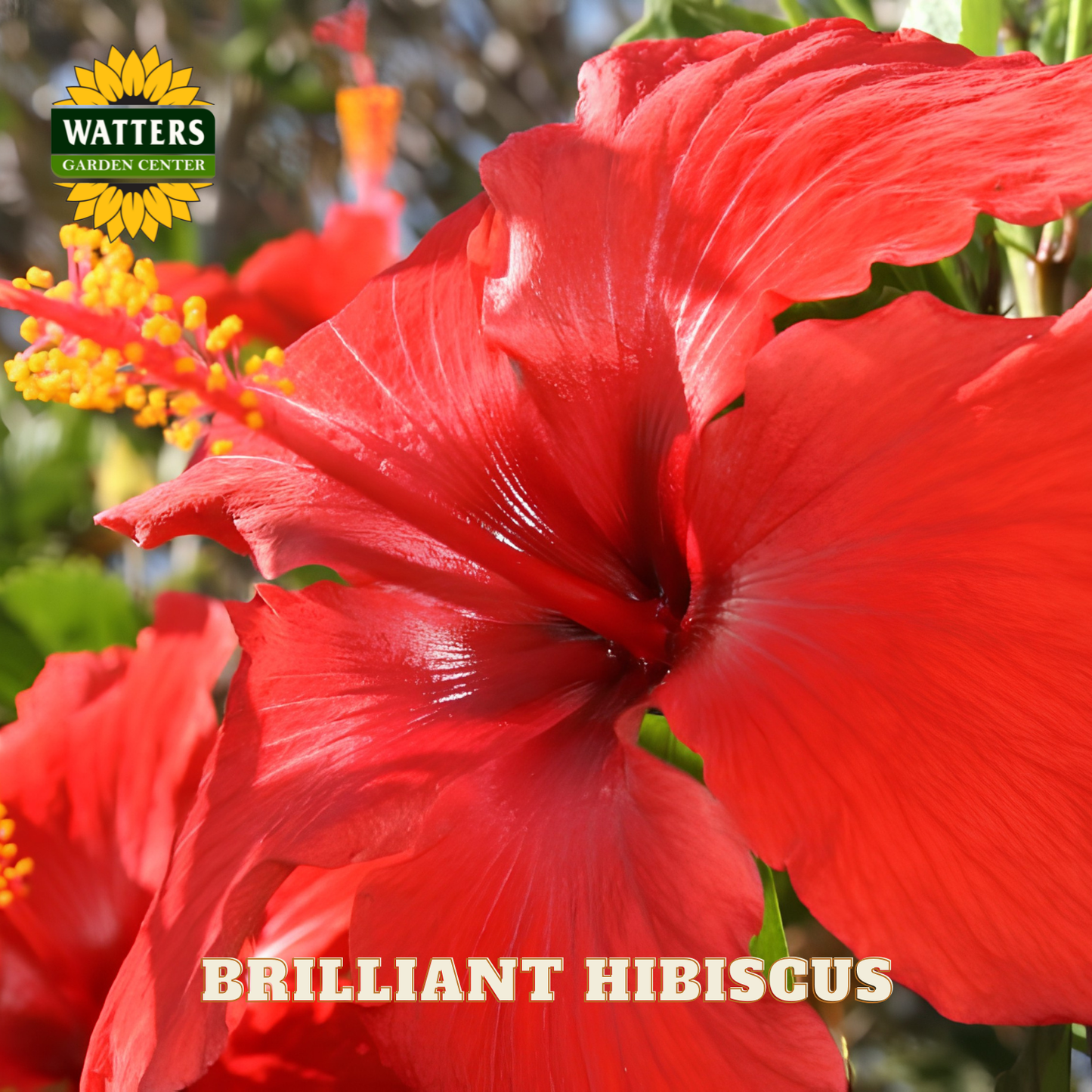 Red hibiscus flower with 'Watters Garden Center' logo in the background