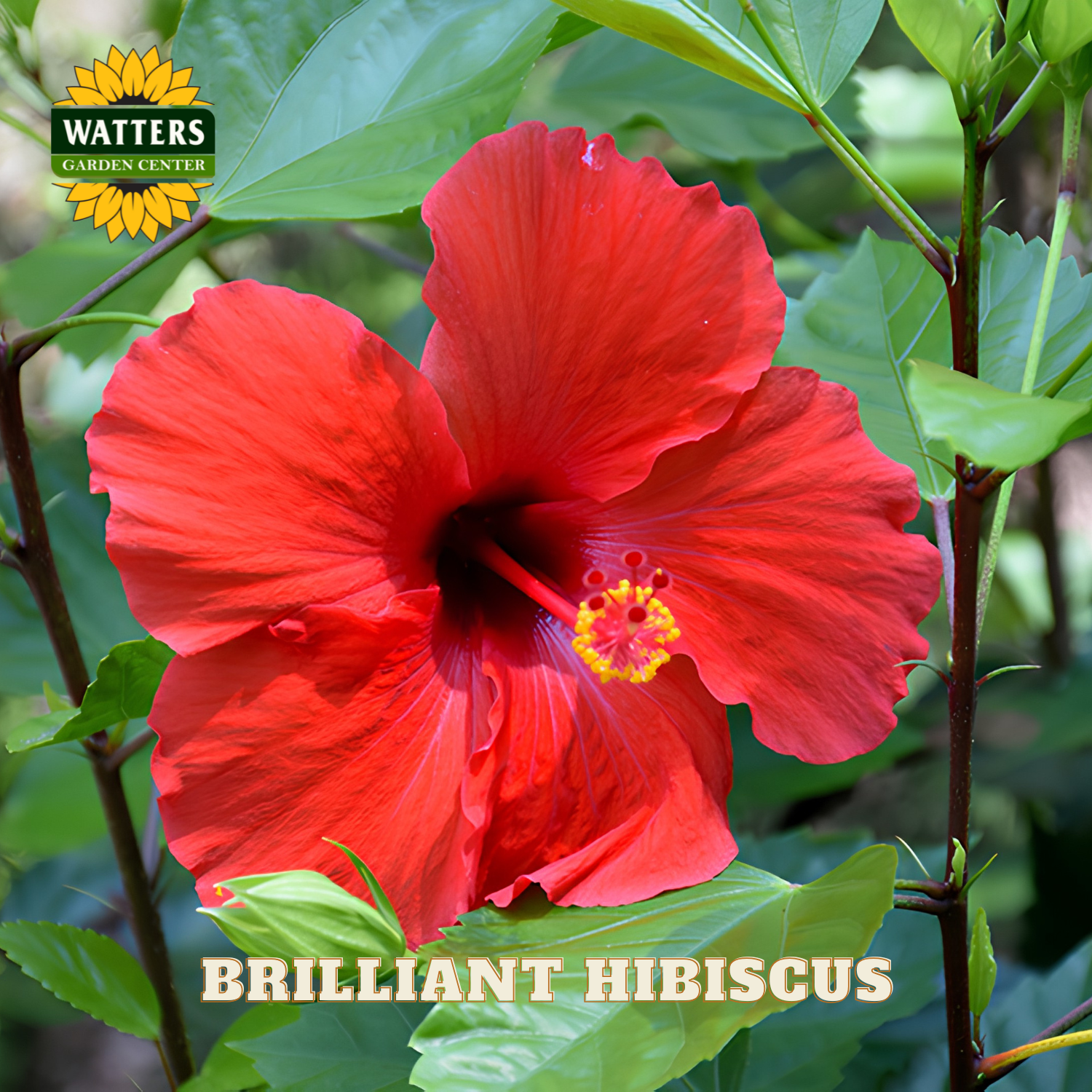 Red hibiscus flower with green leaves and Watters Garden Center branding.