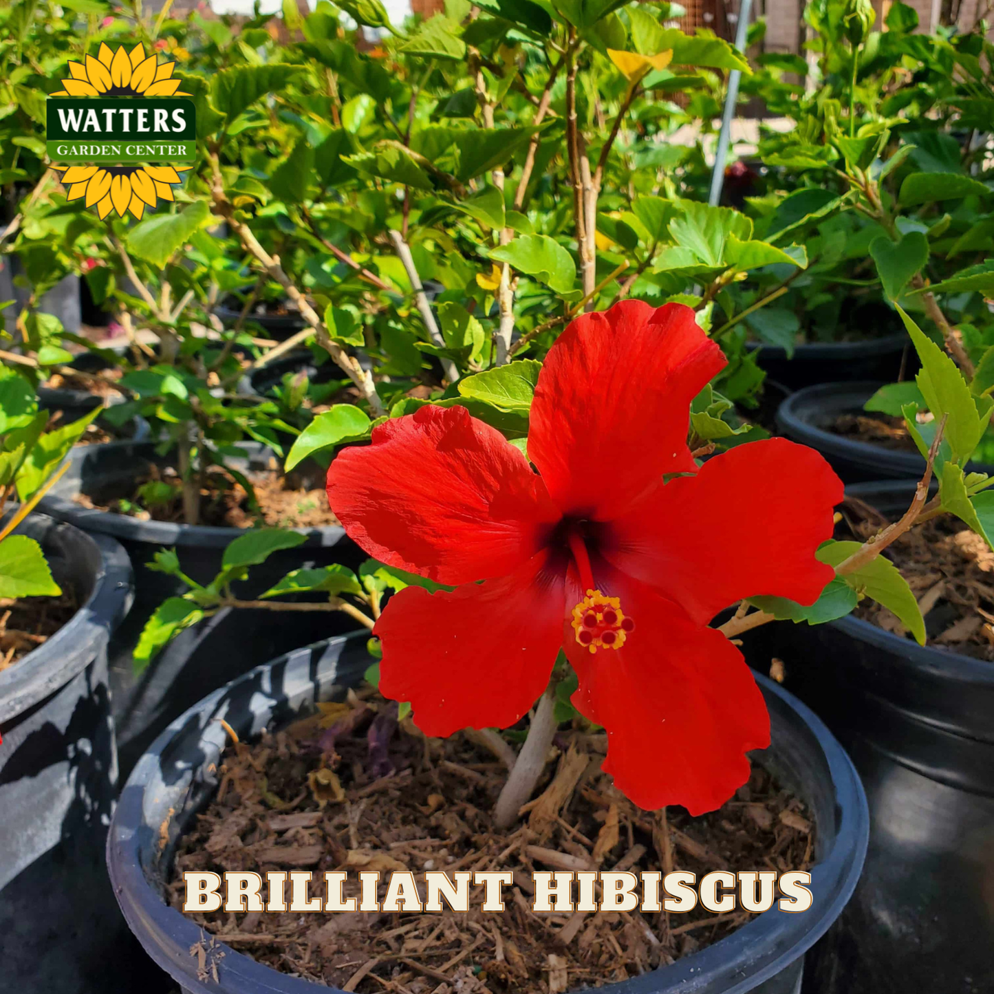 Red hibiscus plant in a pot with 'Watters Garden Center' branding.