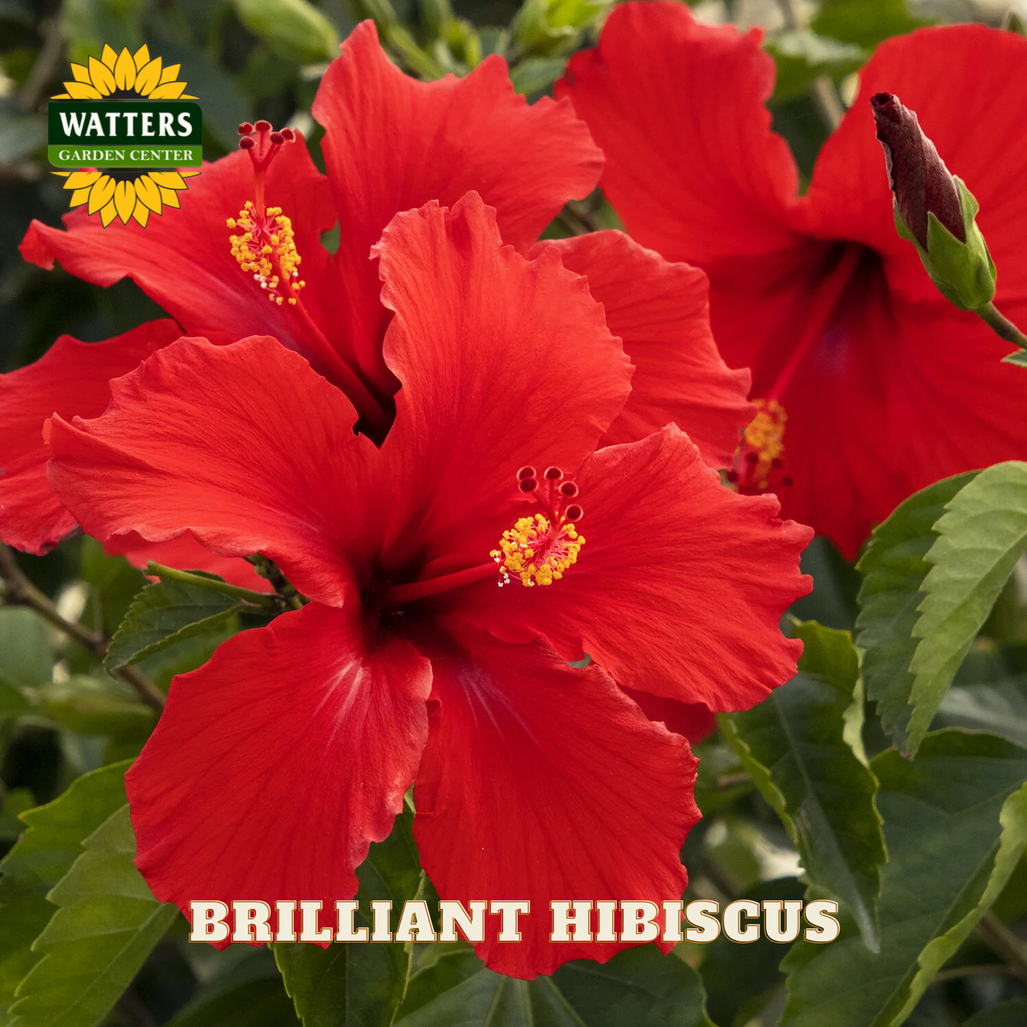Red hibiscus flowers with green leaves and Watters Garden Center branding.