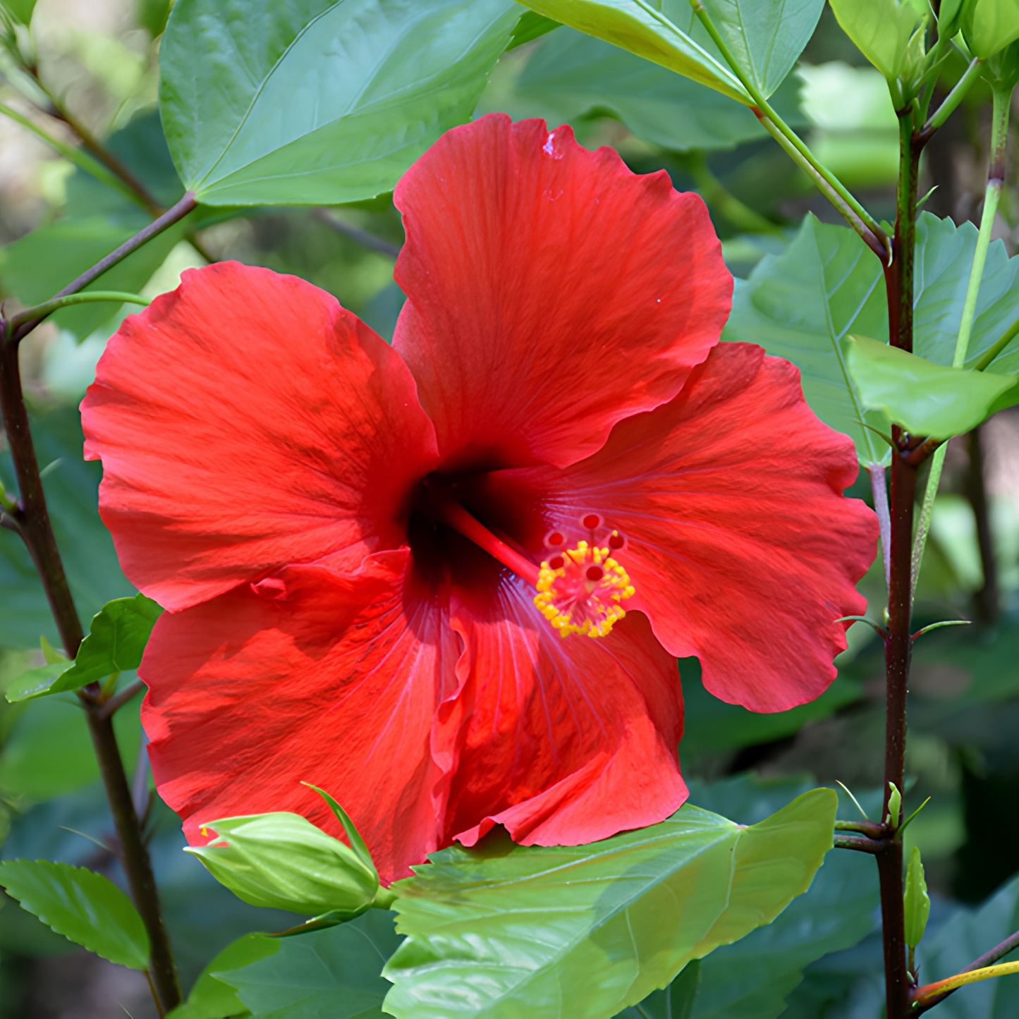 Red flower with green leaves in the background