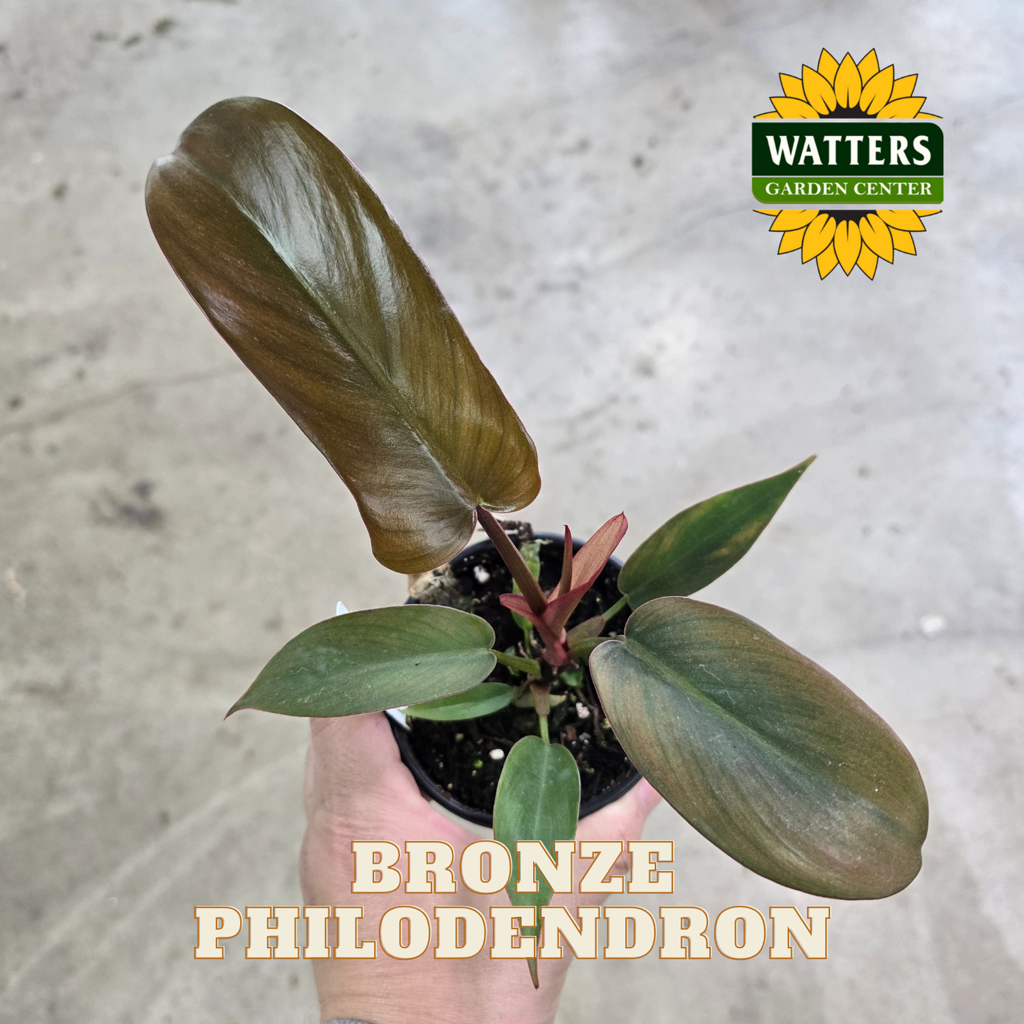 Bronze Philodendron plant held in a hand with Watters Garden Center logo.