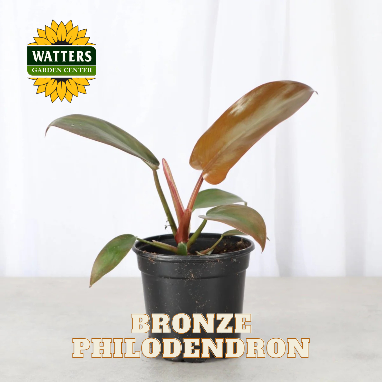 Potted bronze philodendron plant with Watters Garden Center logo on a white background