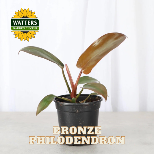 Potted bronze philodendron plant with Watters Garden Center logo on a white background