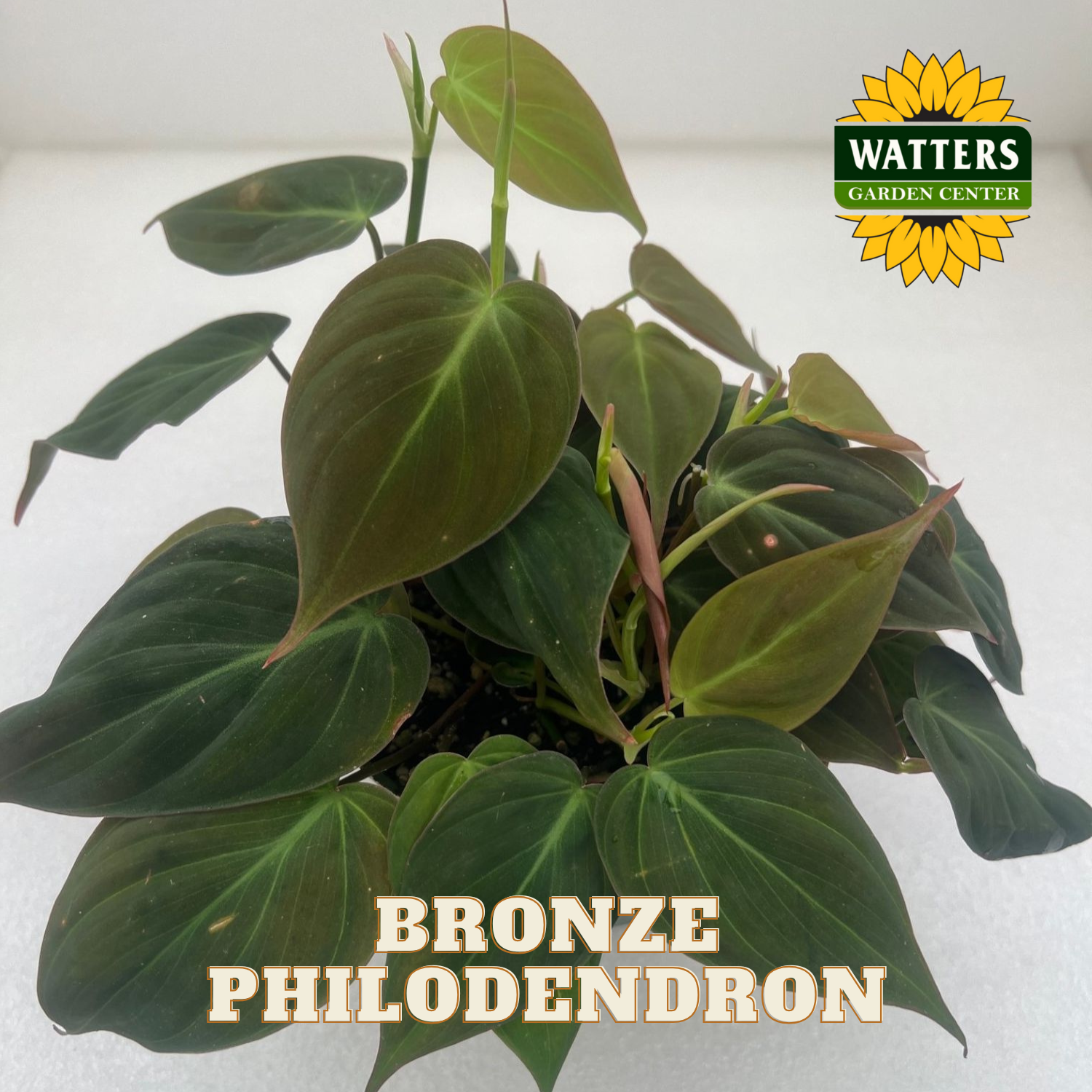 Bronze Philodendron plant with Watters Garden Center logo on a white background