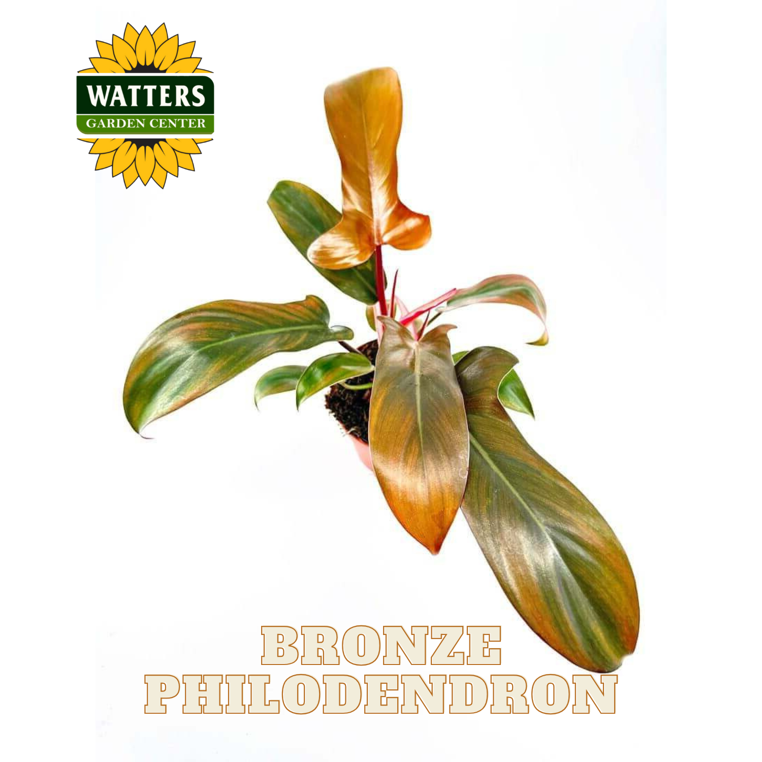 Bronze Philodendron plant with Watters Garden Center logo on a white background