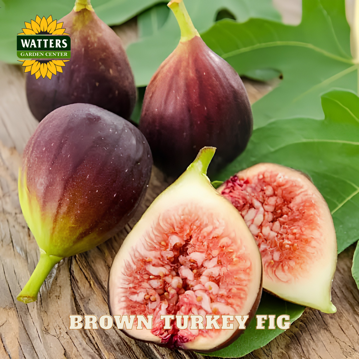 Brown Turkey figs with a halved fig on a wooden surface, featuring Watters Garden Center logo.
