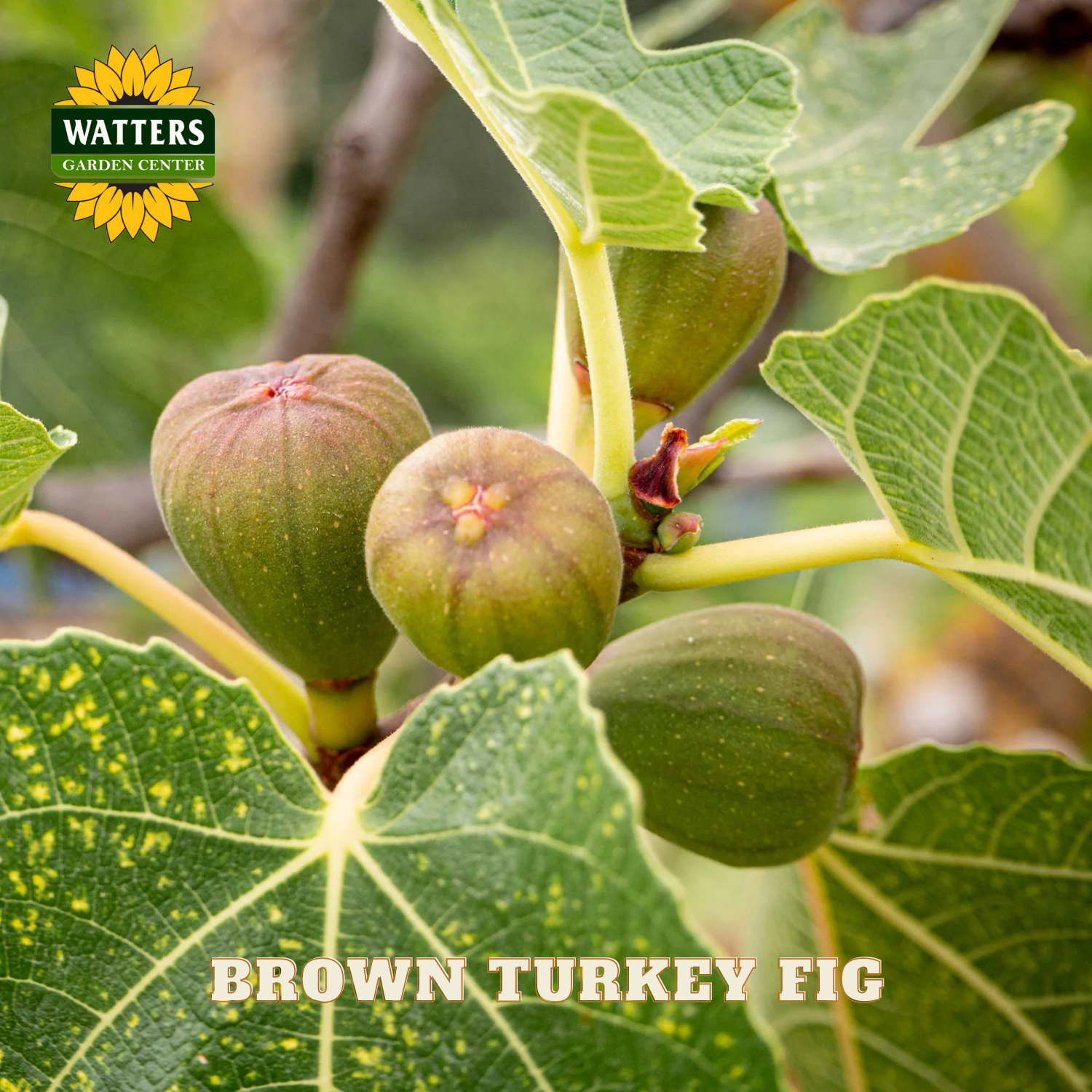 Brown Turkey figs on a tree branch with Watters Garden Center logo.