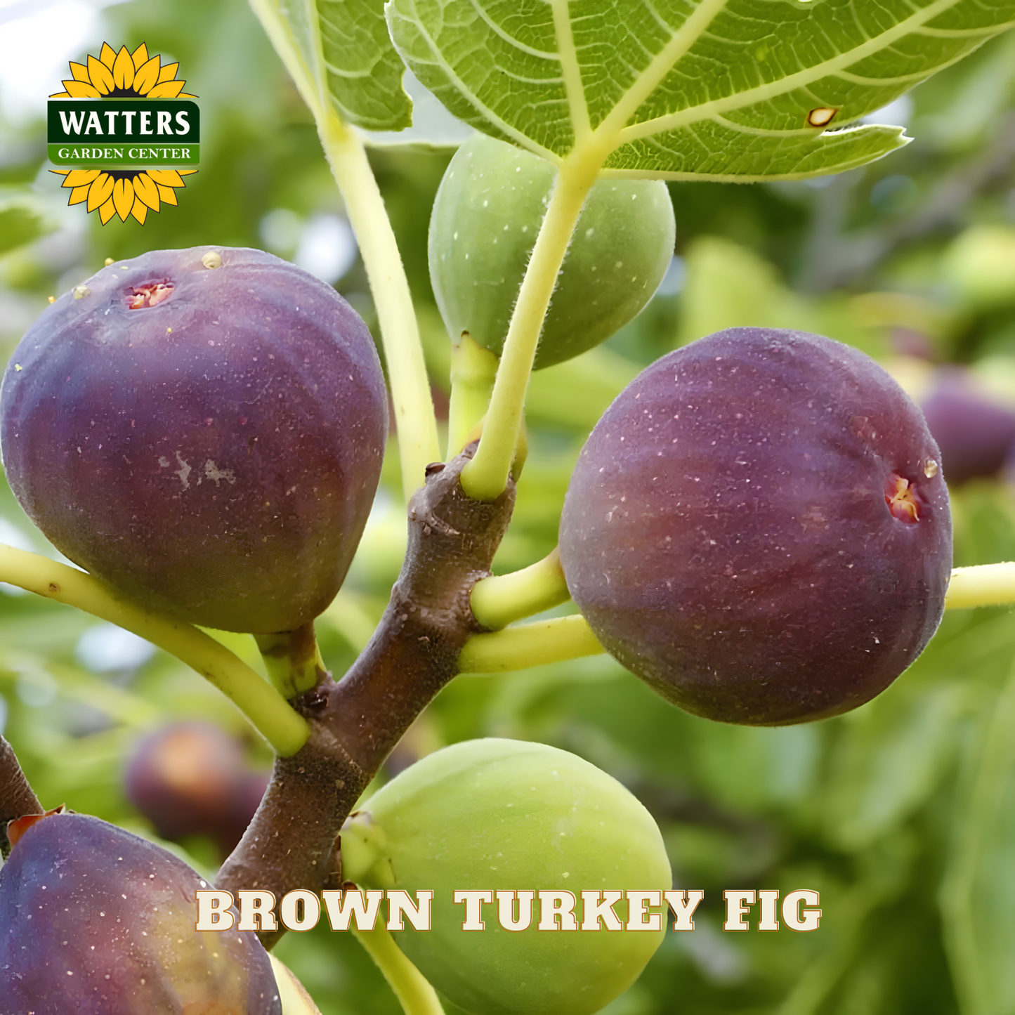 Brown Turkey figs on a tree branch with Watters Garden Center logo.