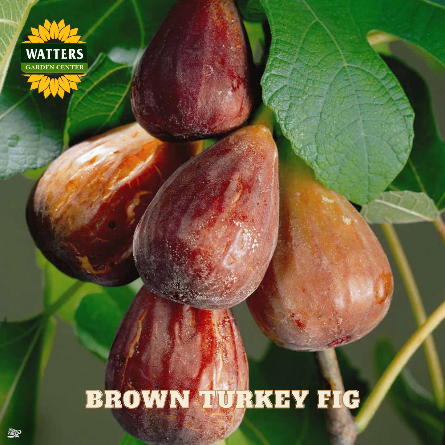 Brown turkey figs on a branch with Watters Garden Center logo.