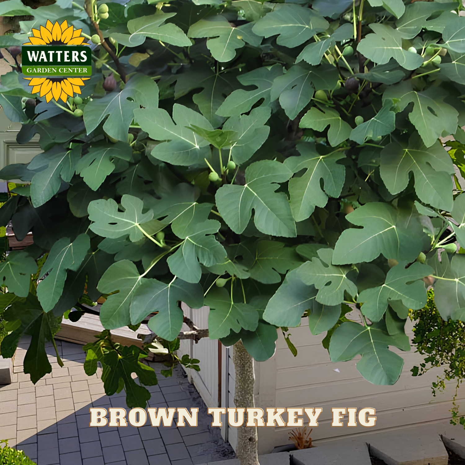 Brown Turkey Fig tree with green leaves and visible fruit, branded with Watters Garden Center.