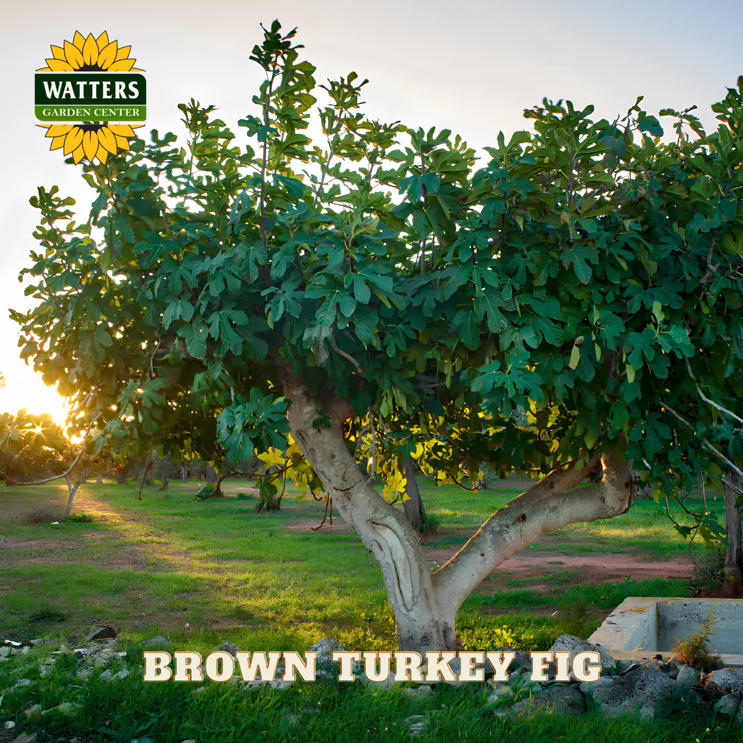 Improved Brown Turkey Potted Fig Tree
