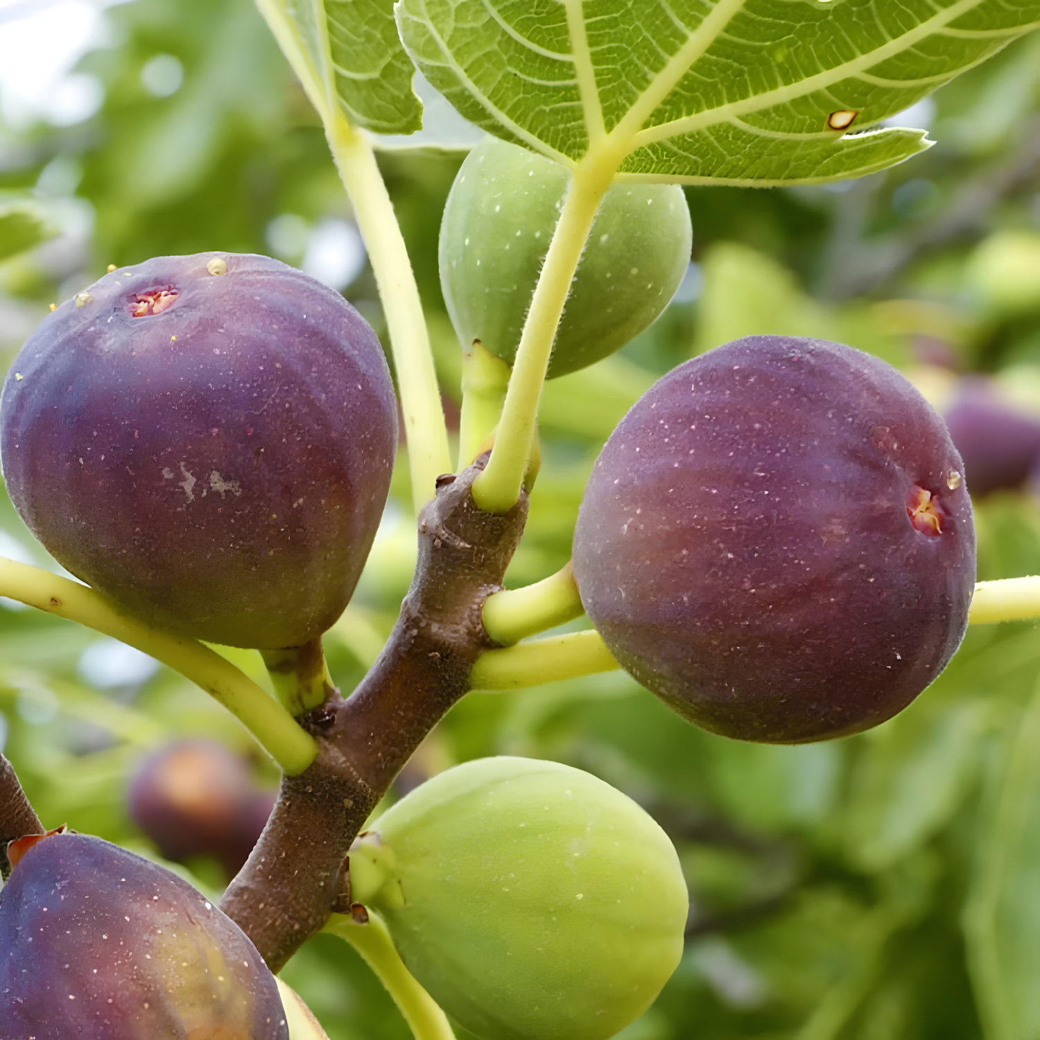 Figs on a tree branch with green leaves