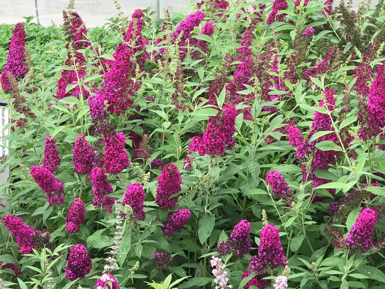 FUNKY FUCHSIA BUTTERFLY BUSH 3gal