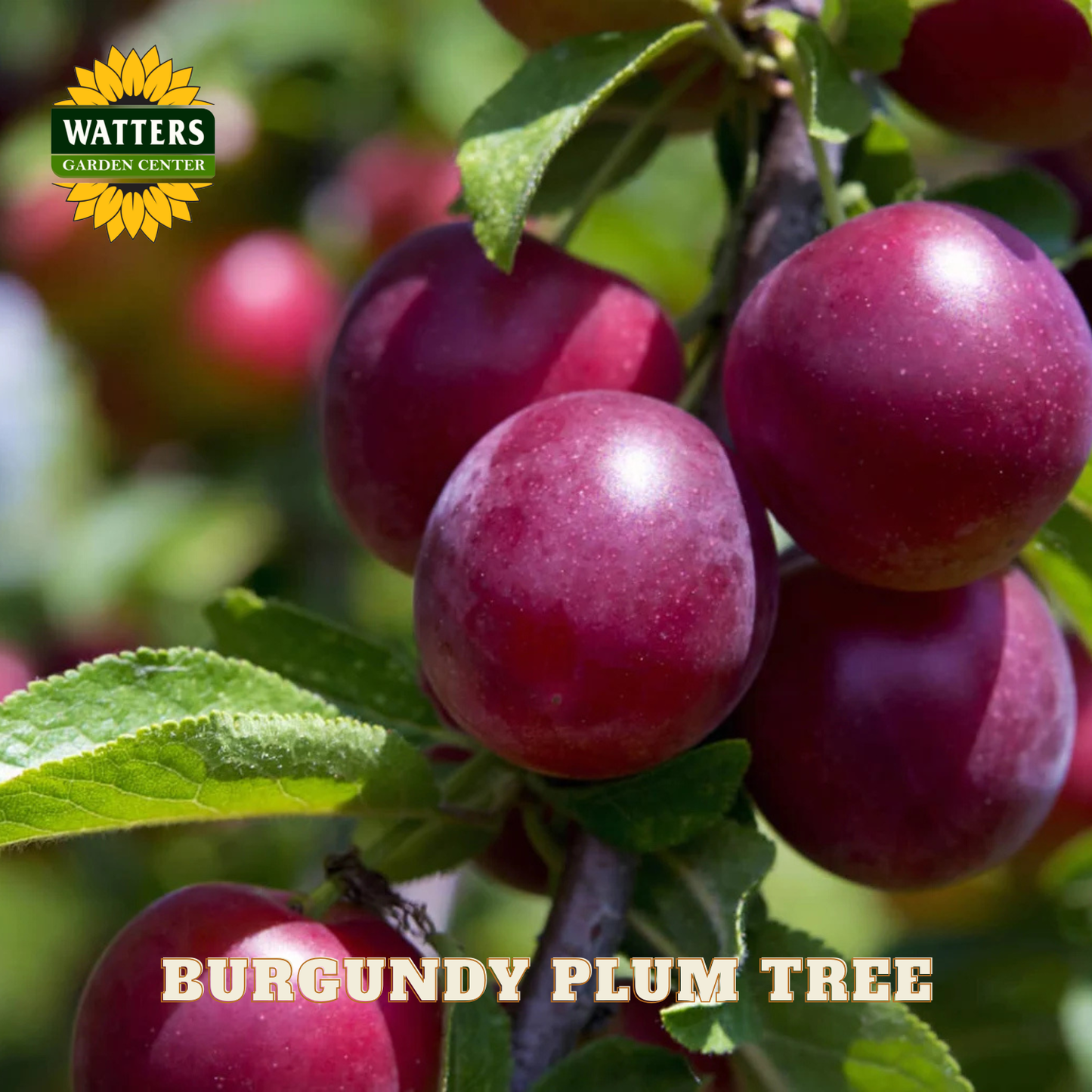 Burgundy plums on a branch with Watters Garden Center logo and text.